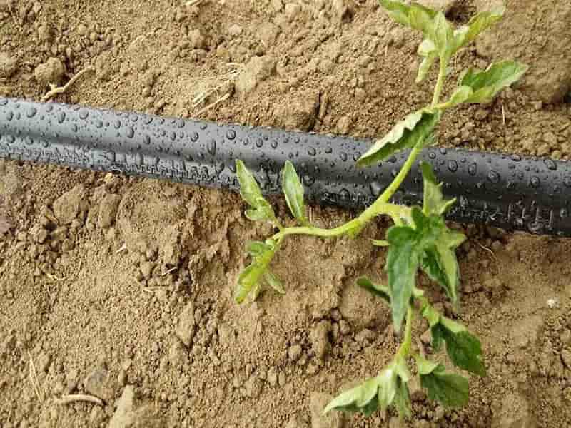 تصویر 1 از نوار آبیاری قطره ای پلاک دار مناسب کشت های ردیفی